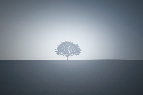 image of tree displaying simplicity and Yohaku