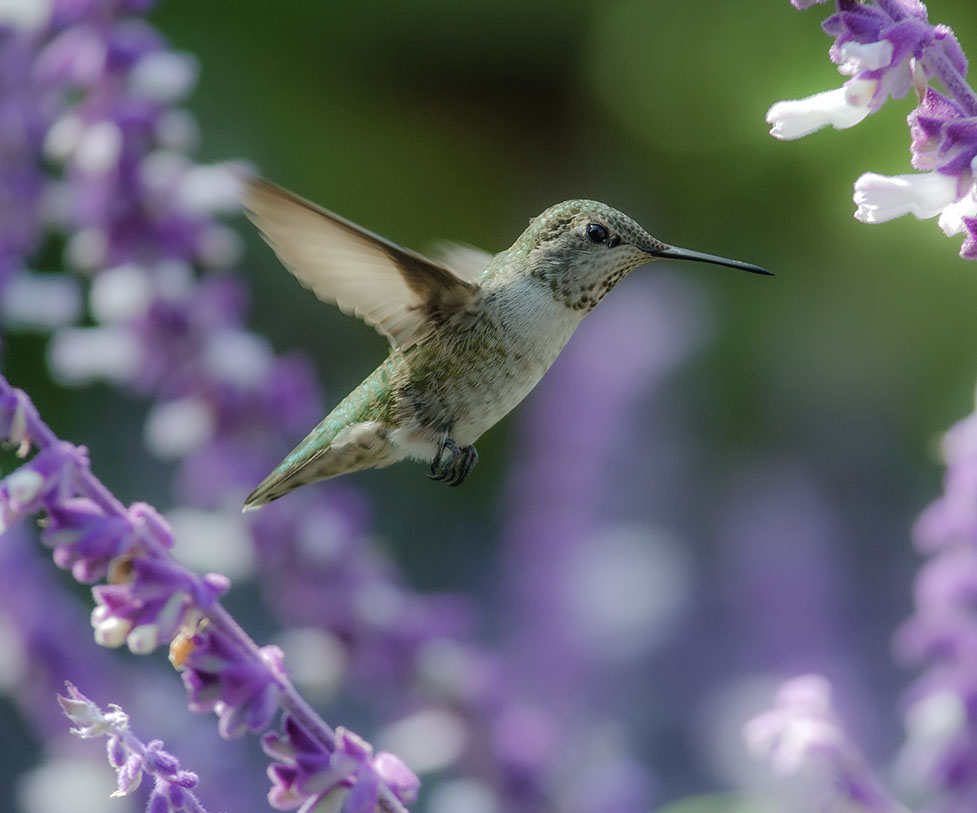 image of hummingbird