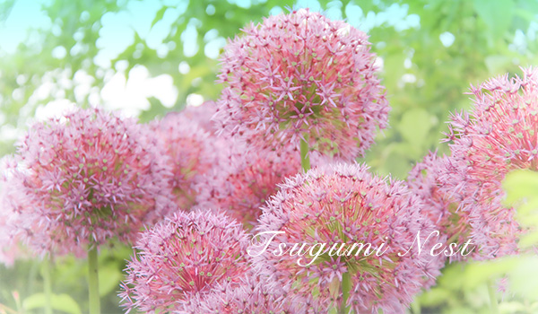 Tsugumi Nest:  Image view of flower taken by Motoko Miyahisa