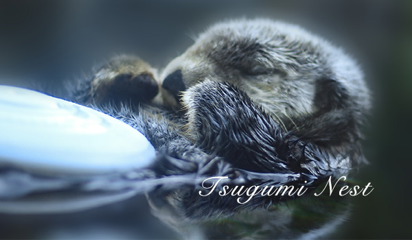 Tsugumi Nest:  Image of Otter taken by Motoko Miyahisa